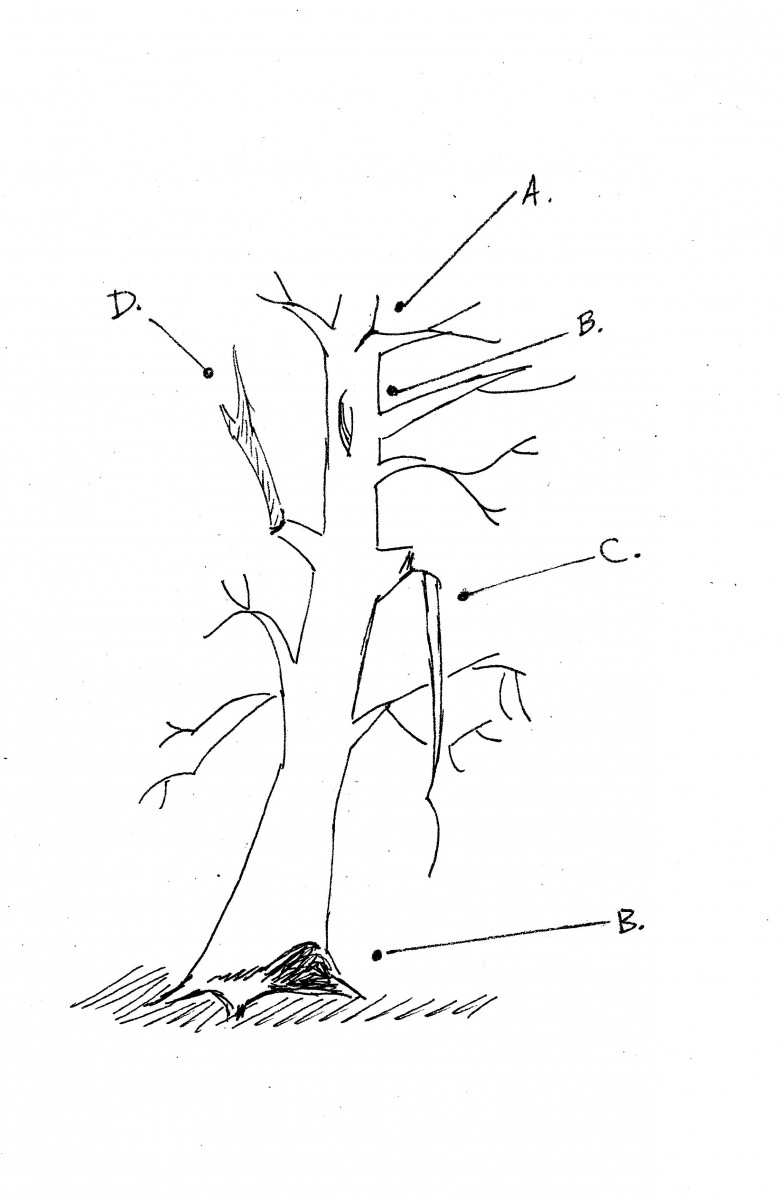 tree sketch with defects