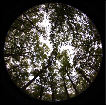 Hemispherical or “fisheye” canopy photograph